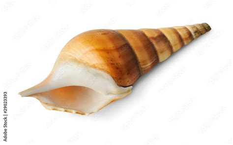 Isolated Seashell Spiral Tropical Sea Shell Isolated On White
