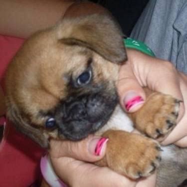 They have no fleas and are super healthy. Gorgeous Pug-tzu puppies *price reduced* for Sale in Charbonneau, Oregon Classified ...