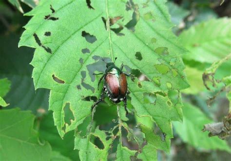 What Do Japanese Beetles Eat Tips To Get Rid Of Them