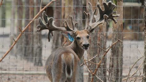 Florida Deer Breeding Roberts Ranch Whitetails