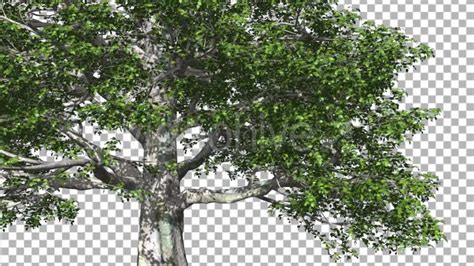 European Beech Tree Green Swaying Branches Leaves Download Videohive 14001418