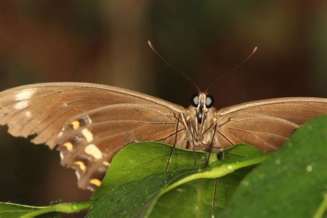 Fuscous Swallowtail Butterfly Fuscous Swallowtail Papilio Flickr