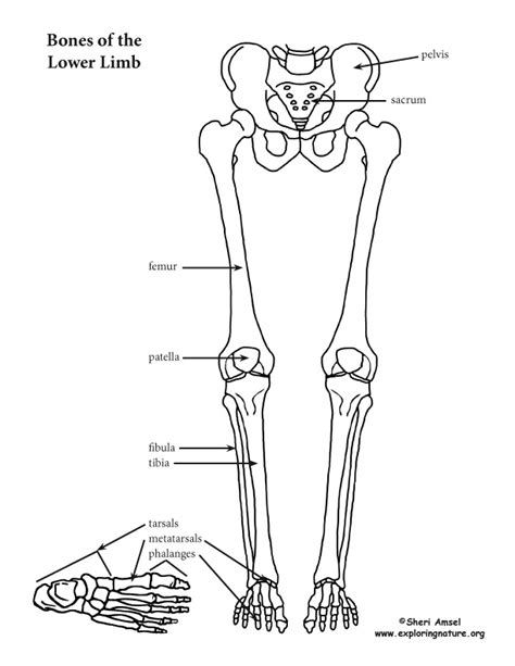 An Introduction To Skeletal System The Bones And What They Do