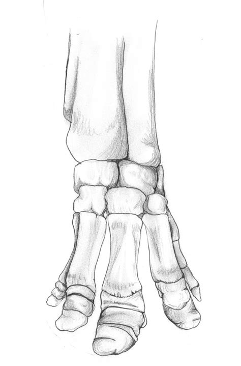 Skeleton Feet Drawing At Getdrawings Free Download