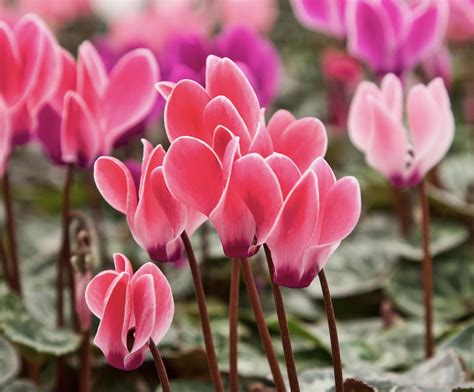 Cyclamen Flowers Meanings Symbolism And Folklore
