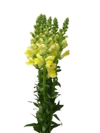 Discover wide range of best sellers flowers in our miami flower shop. Yellow Snapdragon Flower Bulk 16 Bunch | J R Roses ...
