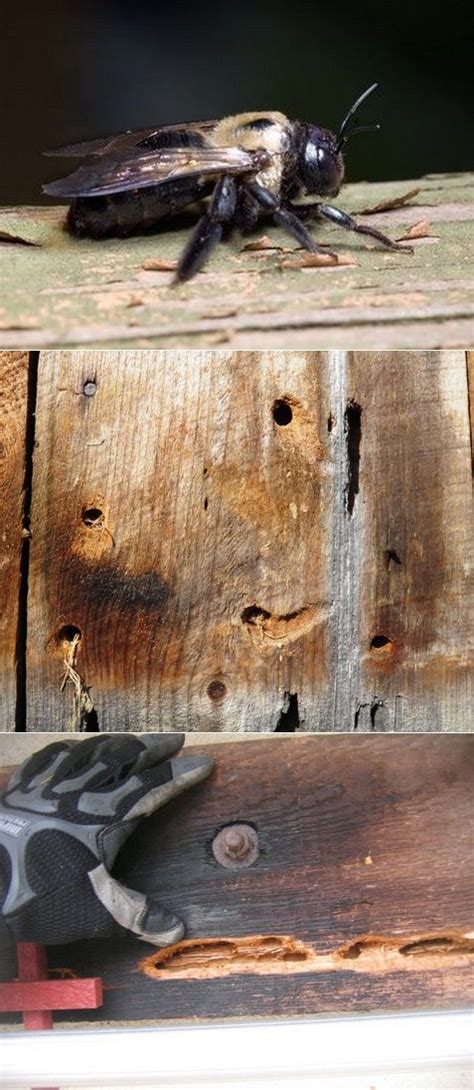 Carpenter bees will not try to bore their way out of their nests once the entrance is blocked. Pin on GARDEN TIPS