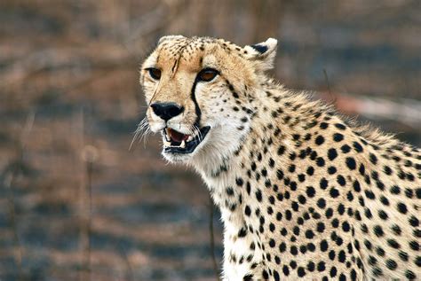 Cheetah The Wild Animal Animals Species