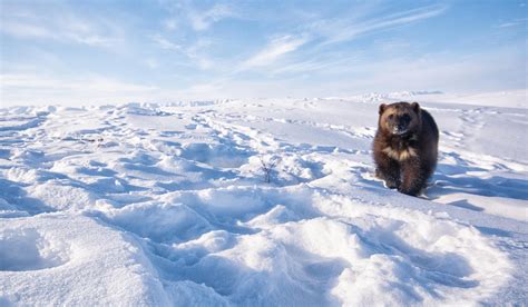 Why Wolverines Are The Arctic Animal We Love To Hate Science