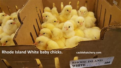 Rhode Island White Chickens Baby Chicks For Sale Cackle Hatchery