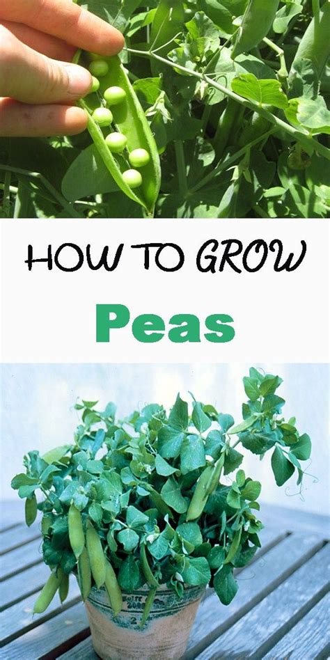 Tips For Growing Peas In Your Garden How To Grow Peas From Seed How To