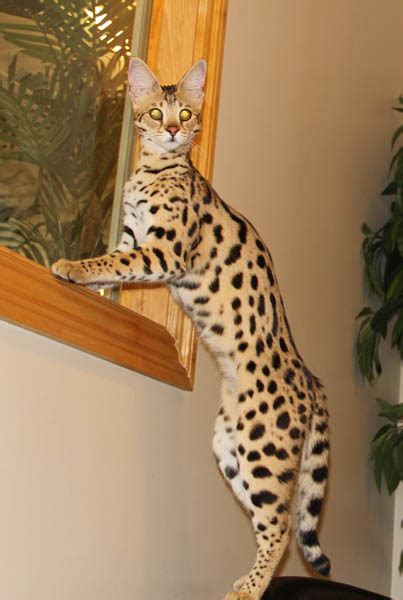 Your cat could live a good 12 to 15 years or even as much as 21 if kept indoors. F1 Savannah Cat | F1 Queens | Select Exotics