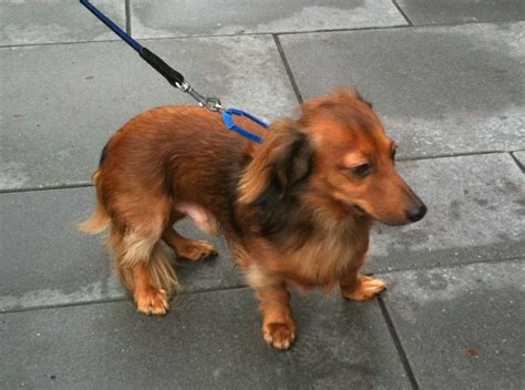 Ricky is a long haired chihuahua approx 5. Dog of the Day: Fooooofly Wiener! - The Dogs of San ...