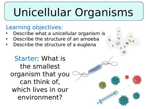 Ks3 ~ Year 7~ Unicellular Organisms Teaching Resources