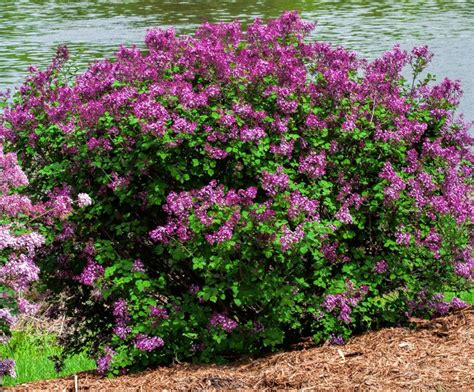 Bloomerange Dark Purple Lilac Bloomerang Dark Purple Lilac Syringa X