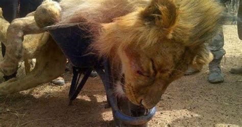 Animal Cruelty The Lion Shot Dead After Escaped At Jos Wildlife Park Zoo