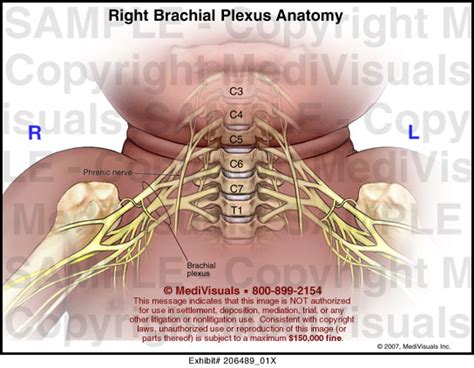 Medivisuals Right Brachial Plexus Anatomy Medical Illustration