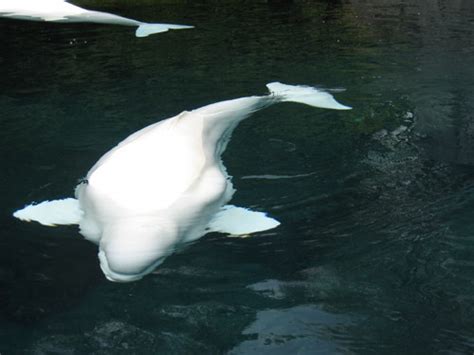 Beluga Whale White Whale ~ Splendid Pictures Around The Net