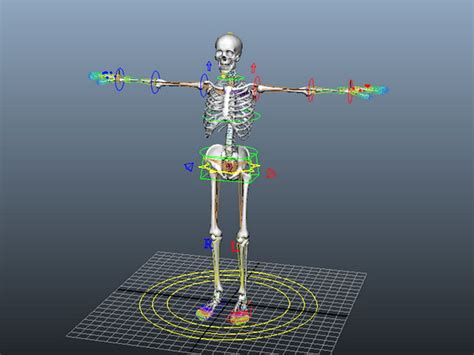Human Skeleton Rig 3d Model Maya Files Free Download Modeling 45258