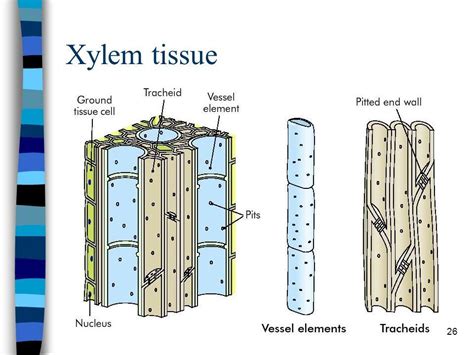 Xylem and phloem are known as complex tissues as they are made up of more than one type of cells. Download Plant Xylem Diagram Images - DirectScot