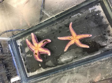 A Pisaster Disaster Cold Temperatures Really Stress Out Sea Stars