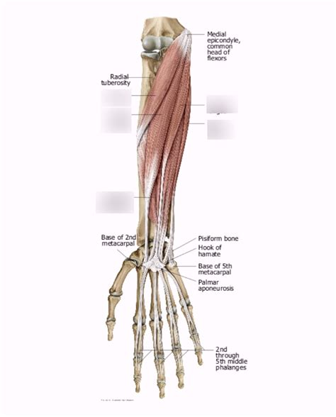 Superficial And Intermediate Anterior Forearm Muscles Diagram Quizlet