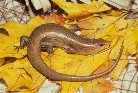 Kingsnake Blog Blog The Broad Headed Skink A