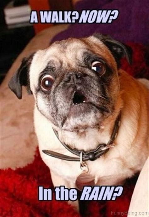 101 Lovable Pug Memes That Are Too Puggin Cute Pugs Funny Pug Memes