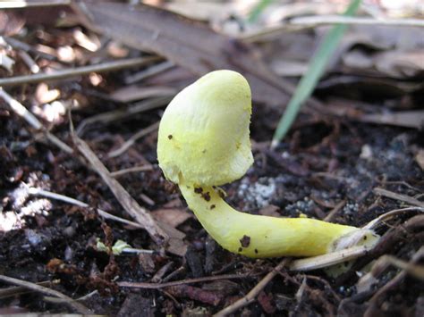 Florida Wild Mushroom Yellow Fleshy Flickr Photo Sharing