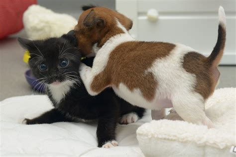 Maybe you would like to learn more about one of these? Abandoned puppy and kitten become best friends (12 pics) | Amazing Creatures