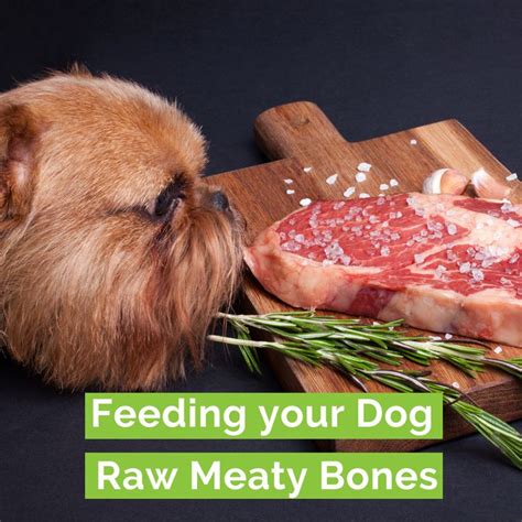 Feeding Your Dog Raw Meaty Bones Is It Safe Pet Diet Food Animals