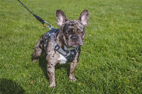 Well worth the trip, we saw the most amazing french bulldog puppies, and now have been blessed with one of our own. RUFFined Spotlight: Mateo the French Bulldog | Seattle Refined