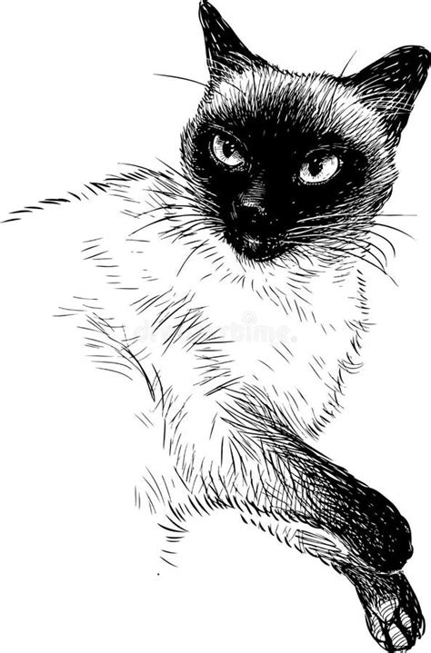 A Sketch Of A Siamese Cat Stock Vector Illustration Of Animal 136956498