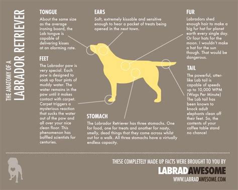 An Alternative Anatomy Of A Labrador Retriever This Is Great