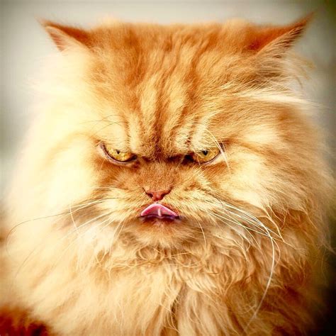 Mad Cat Grumpy Cat Cats Meow Cats And Kittens Orange Persian Cat