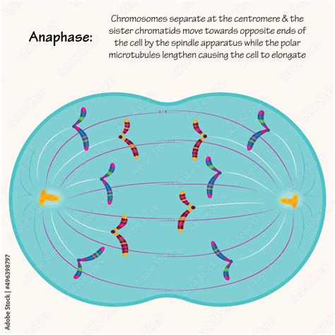 Anaphase Different Phases Of Mitosis Stock Vector Adobe Stock