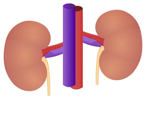 Kidney Clipart Urinary System Kidney Urinary System Transparent Free