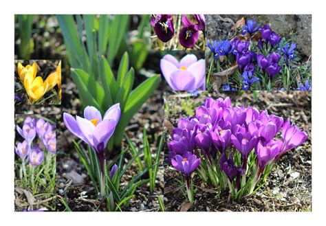 1 astronomischer, kalendarischer, meteorologischer frühlingsanfang. Zum Frühlingsanfang 2017 Foto & Bild | pflanzen, pilze ...