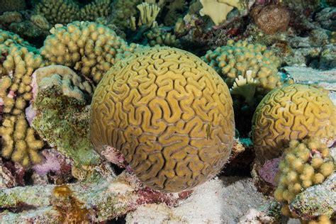 Grooved Brain Coral Photograph By Andrew J Martinez Pixels