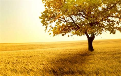 Nature Golden Sunset Lonely Tree Grass Field Ipad Wallpapers Free Download