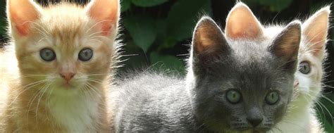 Taxpayers across the country bear the cost of picking up, housing, and eventually killing these cats. Too Much of a Good Thing | Low Cost Spay/Neuter for Cats