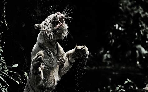 Snow leopard 4k for desktop, one animal, animal themes, feline. Download wallpaper 3840x2400 white tiger, grin, spray ...