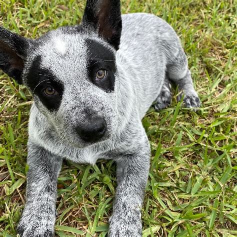 Australian Cattle Dog Mix Dog Breed The Cutest Australian Cattle Dog