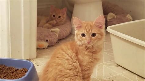Orange Tabby Kittens With Mother Cat Rescue Available For Adoption