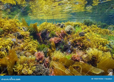 Underwater Colorful Seaweeds Atlantic Ocean Stock Photo Image Of