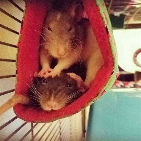 Pet Rats Cuddling Are The Cutest Little Critters Cute Rats Baby