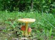 Shroomery Hunting Fly Agarics In North America