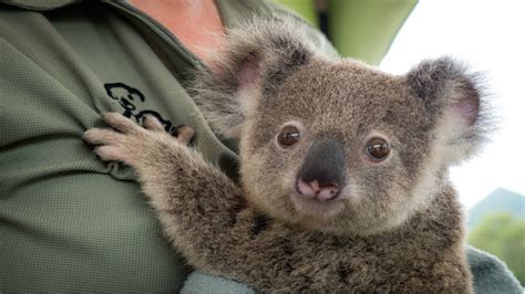 Koala A Cute Koala Videos And Funny Koala Bear