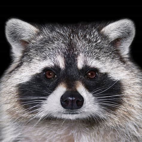 Raccoon Eyes Stock Photos Pictures And Royalty Free Images Istock