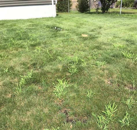 Crabgrass Lawn Doctor Of South Shore